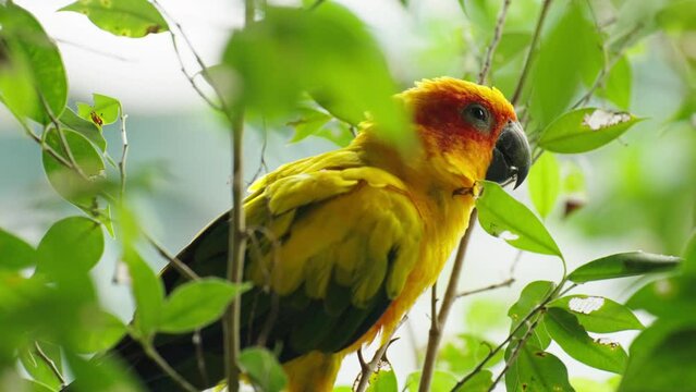 sun conure parrot bird (Aratinga solstitialis) on a wood tree branch