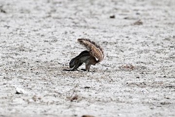 gray desert squirrel in natural conditions in a national park in Kenya