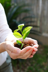 Women's hands plant seedlings in the soil. Young plant, growth of new life. Ecology. Tu Bishvat (B'Shevat) concept