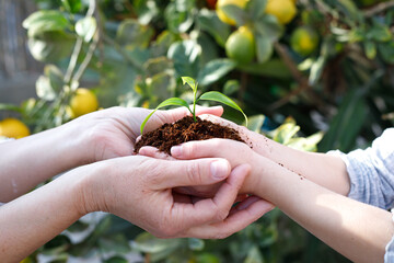 Tu Bishvat Day and the global concept of environmental protection. Adult and child are holding green growing seedling growing from soil. CSR goes green
