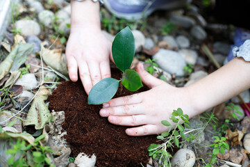 Children's hands plant seedlings in the soil. Young plant, growth of new life. Ecology. Tu Bishvat...