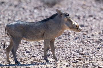 gray warthog in natural conditions in a national park in Kenya