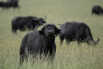 black buffalos on a green meadow in natural conditions in a national park in Kenya