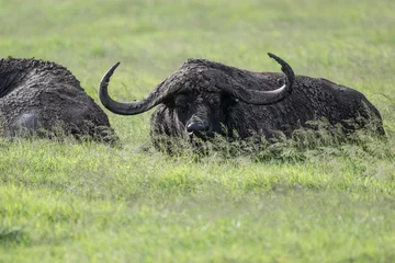 Poster de jardin Parc national du Cap Le Grand, Australie occidentale black buffalos on a green meadow in natural conditions in a national park in Kenya