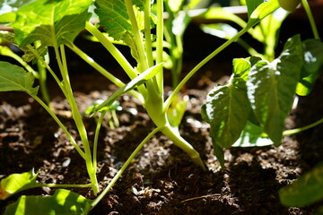 Gartenkräuter und Salatblätter in der Frühlingsblütezeit