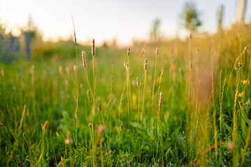 Beautiful natural panoramic countryside landscape. Blooming wild high grass in nature at sunset warm summer. Pastoral scenery. 