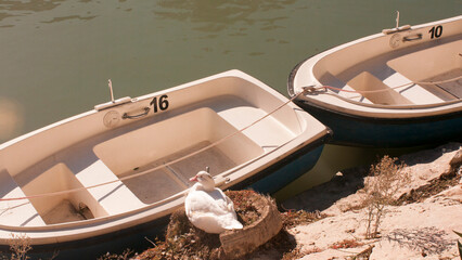 Barcas de paseo en orilla de río