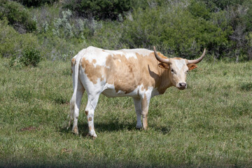 Fototapeta na wymiar One beige and cream colored Longhorn cow stands stationary in a green pasture looking back over her shoulder at the camera.
