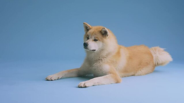 Akita Inu puppy lying in blue studio