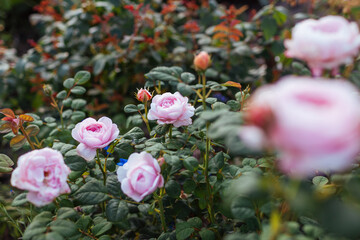 Pink Queen of Sweden rose blooming in summer garden by veronica. English shrub rose grow on flower bed at sunset