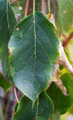 Detail of a dark green leaf of an apple tree with veins.