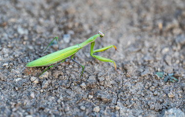 Detail of the green praying mantis walking on the ground.