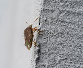 Close-up of a brown beetle Halyomorpha halys with water drops on its back.