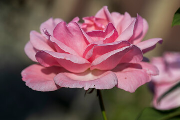 Detail of a pink rose flower.