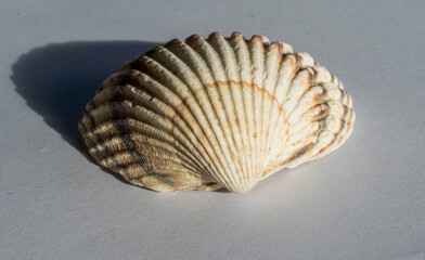 Detail of shell Rough cockle (Acanthocardia tuberculata)