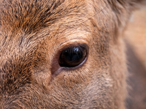 The eye of a deer, photographed in Nara, Japan