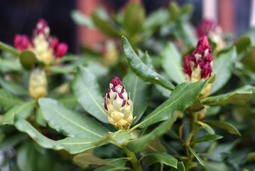 Beautiful pink closed flowers. Spring.
