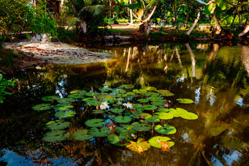 epic view picturesque bright nature in Seychelles La Digue, lake, water lilies and granite stones