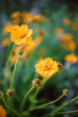 Meadow flowers in early sunny fresh morning. Vintage autumn landscape background. colorful beautiful fall flowers magical. High quality photo