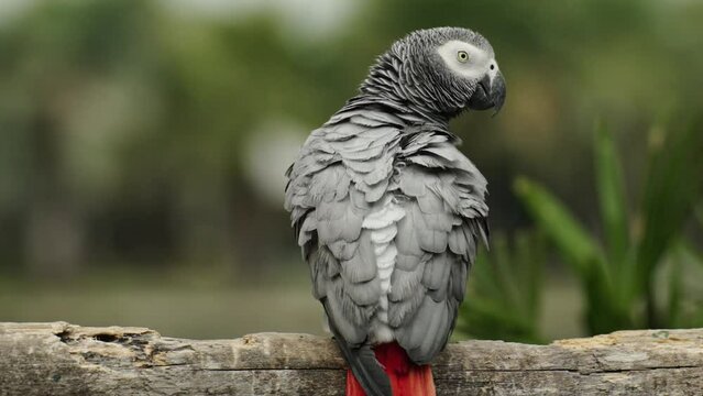 African grey parrot (Psittacus erithacus) on a wood tree branch