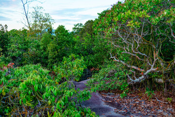 hiking mountain view on the ocean in a picturesque landscape in the Seychelles