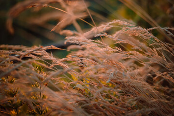 Selective soft focus of beach dry grass, reeds, stalks blowing in the wind at golden sunset light. Tranquil autumn fall nature field background. Soft shallow focus