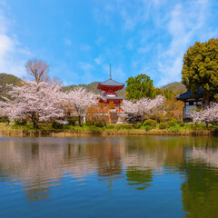 Fototapeta na wymiar Daikakuji Temple in Kyoto, Japan with Beautiful full bloom cherry blossom garden in spring 