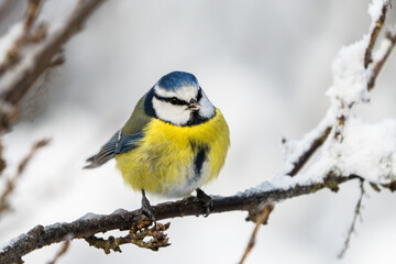 Obraz na płótnie Canvas Close up front wiew of a cute blue tit bird sitting on a icy twig in winter with snow around it and food in the beak