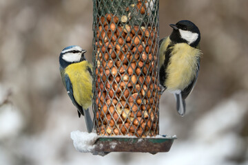 Cute blue tit and great tit birds sitting on a green bird feeder with peanuts in winter with snow