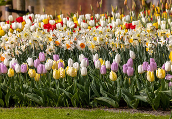 daffodils and colorful tulips blooming in a garden - obrazy, fototapety, plakaty