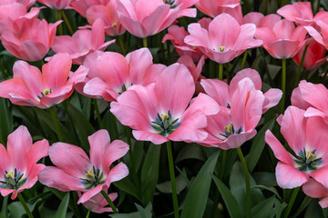 Pink tulip called Bella Blush, Darwinhybrid group. Tulips are divided into groups that are defined by their flower features