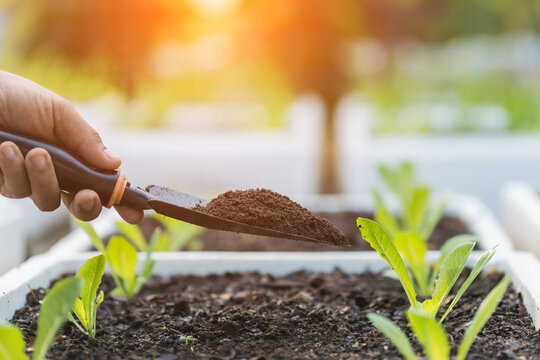 Ideas for using organic fertilizers for plants. Close up Farmer's hands hold vermicompost and add fertilizer to the vegetables in the field. Using organic ingredients to ensure safety for consumers.