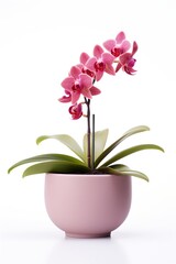 Naklejka na ściany i meble Blooming orchid in ceramic flower pot on white background. Potted exotic house plant, interior detail