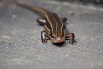 The Iriomote Lizard
