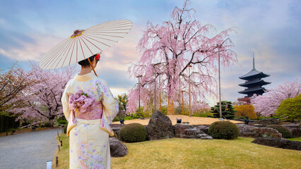 Young Japanese woman in a traditional Kimono dress with full bloom cherry blossom at Toji temple in...