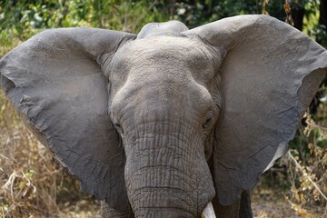 african wildlife, male elephant