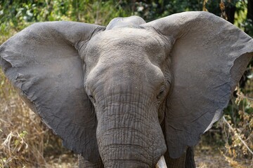 Obraz premium african wildlife, male elephant