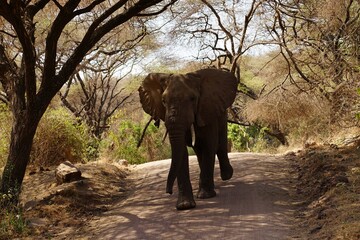 Naklejka premium african wildlife, male elephant on gravel road