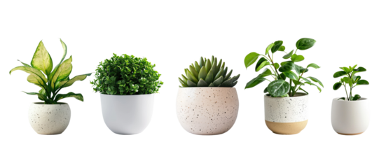 Set of Green plants in potted for interior decoration isolated on transparent png background, Houseplant for decorated in bedroom or living room, minimal natural health concept.
