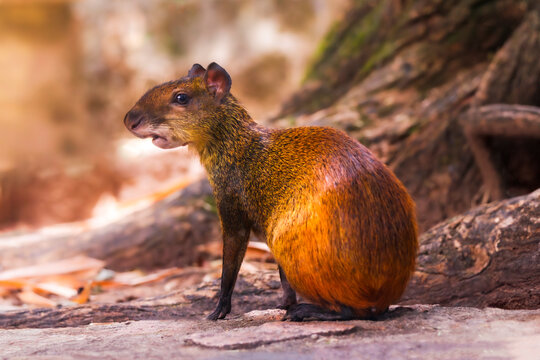 Cute Agouti Dasyprocta azarae, Cutia, furry small brown mammal rodent in nature wildlife park in Brazil in front of a tree close-up low angle with 400mm telephoto