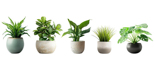 Set of Green plants in potted for interior decoration isolated on transparent png background, Houseplant for decorated in bedroom or living room, minimal natural health concept.