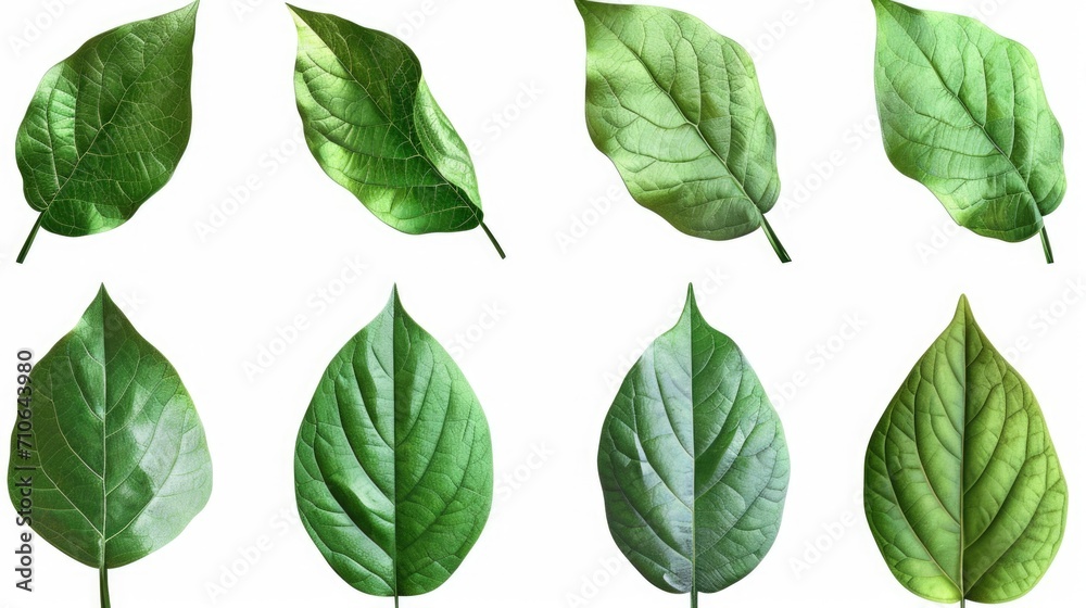Poster a collection of green leaves on a white background. can be used as a backdrop or for nature-related 