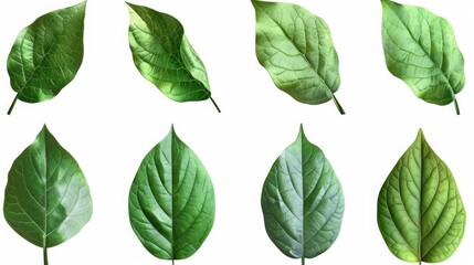 A collection of green leaves on a white background. Can be used as a backdrop or for nature-related designs