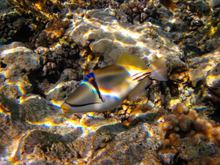 Fabulously beautiful inhabitants of the coral reef of the Red Sea