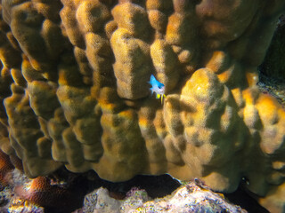 Fabulously beautiful inhabitants of the coral reef of the Red Sea