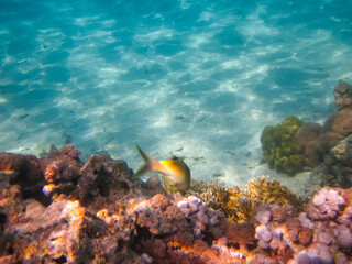 Fabulously beautiful inhabitants of the coral reef of the Red Sea