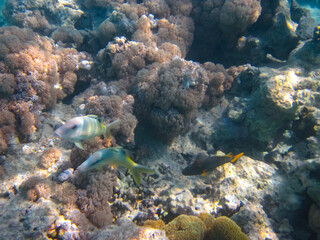 Fabulously beautiful inhabitants of the coral reef of the Red Sea