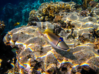 Fabulously beautiful inhabitants of the coral reef of the Red Sea
