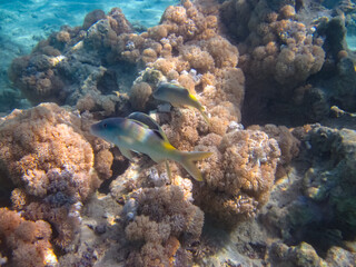 Fabulously beautiful inhabitants of the coral reef of the Red Sea