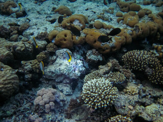 Fabulously beautiful inhabitants of the coral reef of the Red Sea